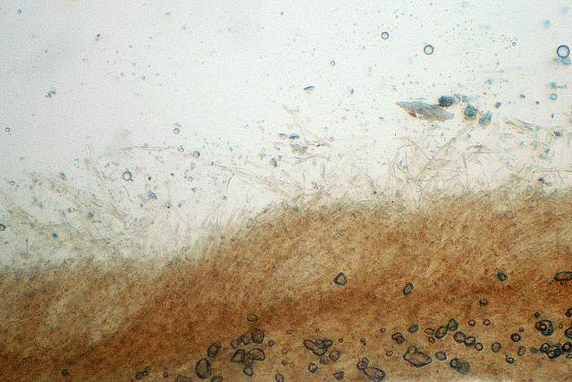 Cortinarius spec. Cod.:2392-7